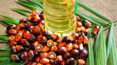 Palm Oil