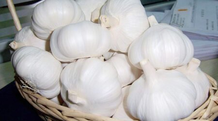 Pure white garlic