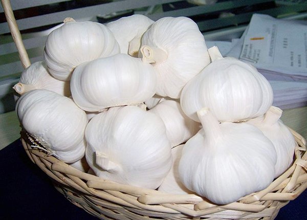 Pure white garlic