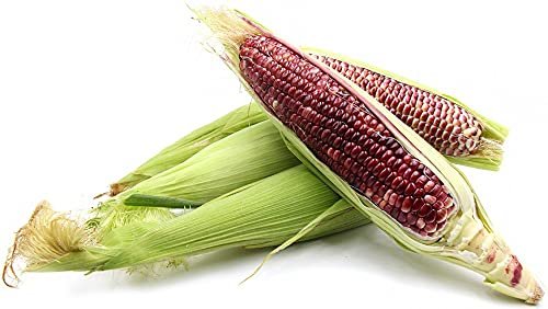 Red corn