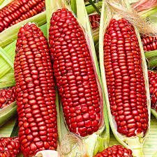 Red corn