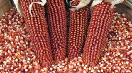 Red Corn / Maize