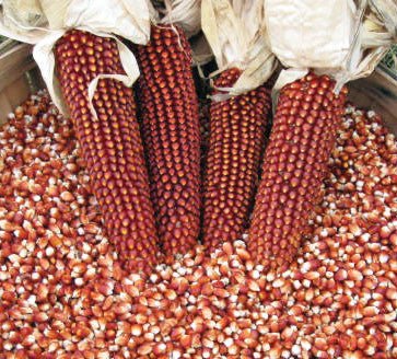 Red corn