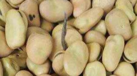 SINGLE HERB HORSE BEANS