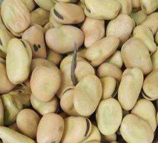 SINGLE HERB HORSE BEANS