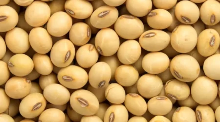 SOYA BEANS
