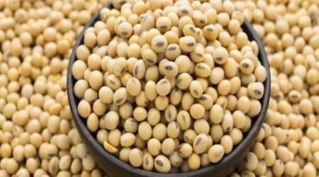 Soybean in wooden bowl, Glycine max (L.) Merrill