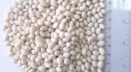 WHITE PEA BEANS