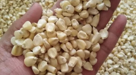 White corn