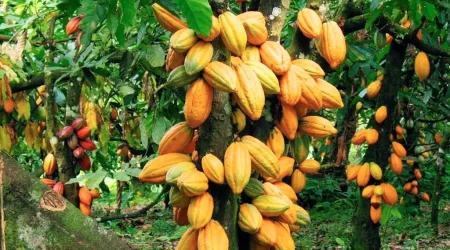 Cocoa